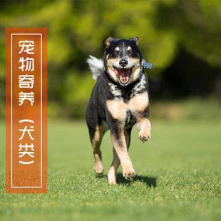 宠物寄养