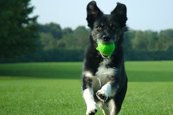 训狗训犬.jpg
